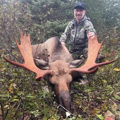 Newfoundland Moose